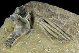 Crinoid (Scytalocrinus) With Bryozoan Fossil - Crawfordsville #122972-2